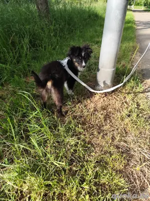 Miniature Australien Shepherd weibchen dringend