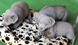 Silber Labrador Welpen mit Papieren