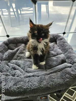 Maine Coon Kitten 