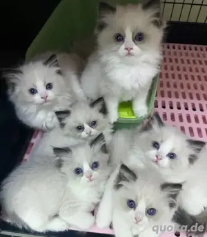 Ragdoll-Kätzchen zur Adoption