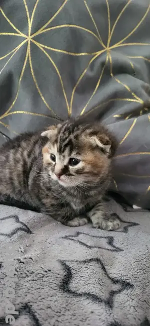 Bkh Katzen Mädchen