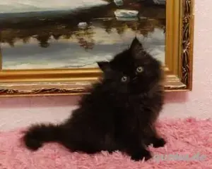 Sibirische Katze Sibirische Baby Katze Kitten