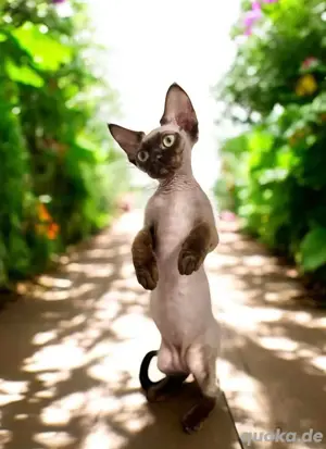  Devon Rex Mädchen Mokka 