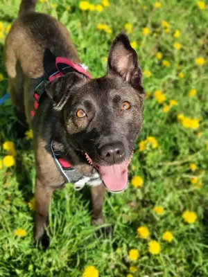 Ziganka sucht lievolles zu hause 