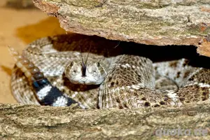 Adultes Texas-Klapperschlangen-Pärchen (C. atrox) abzugeben