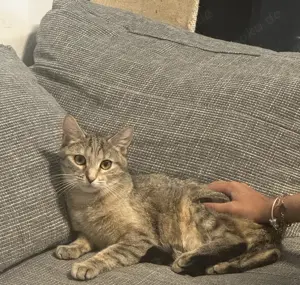Junge Katze an liebevolle Hände