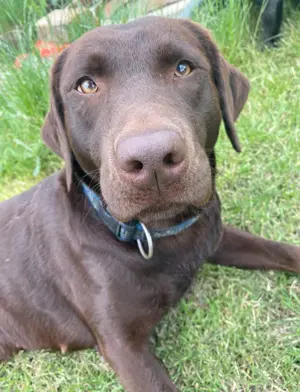 Labrador Hündin