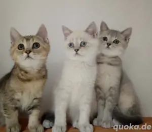 zuckersüße BKH Kitten auszugsbereit 