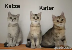 zuckersüße BKH Kitten auszugsbereit 
