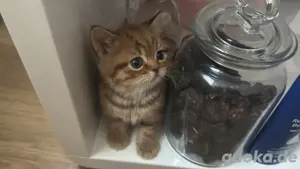 BKH-Kitten   Kartheuser Rassekatzen