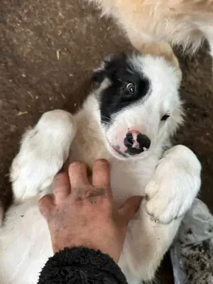 Oreo ist unsere kleine Knutschkugel