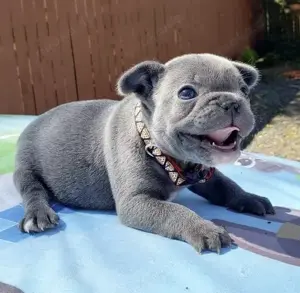 Französische Bulldoggen Welpen 