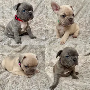 Sportliche Gesunde Französische Bulldoggen aus seriöser Familienzucht!
