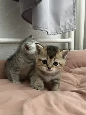 Bkh   Britisch Kurzhaar kitten 