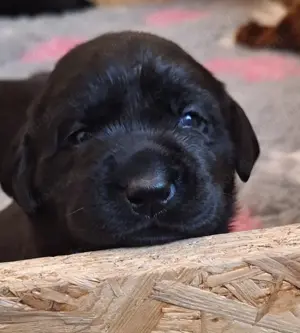 Schwarze  Labrador Welpen mit Ahnentafel