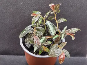 Terrarienpflanze Pellionia daveauana