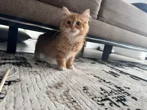 Kitten Kater Maine Coon Mischling
