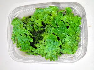 Terrarienpflanze Selaginella uncinata
