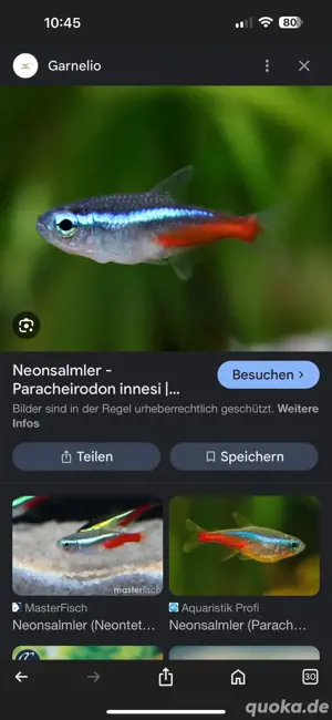 neonsamler 