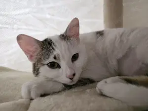 Unsere bezaubernde und verkuschelte Susi sucht ihre Familie fürs Leben