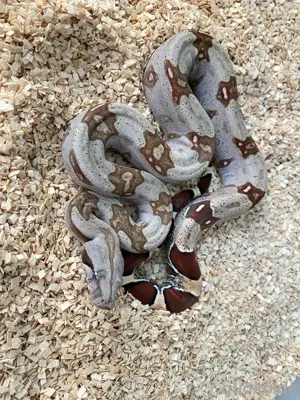 1.1 Guyana Rotschwanzboas, Boa constrictor constrictor