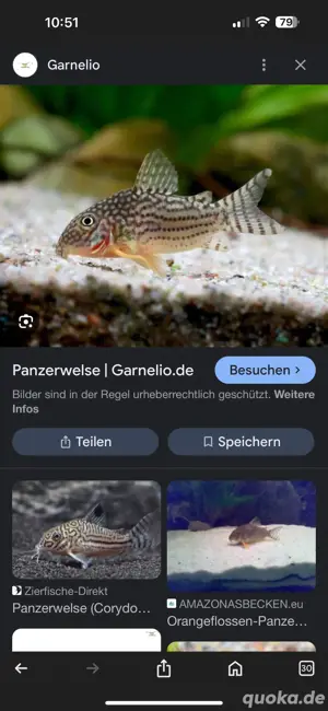 corydoras panzwerwels 