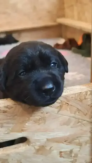 Schwarze  Labrador Welpen mit Ahnentafel Bild 2