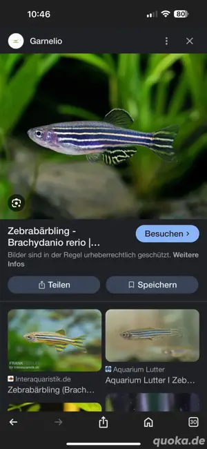 zebrabärblinge 