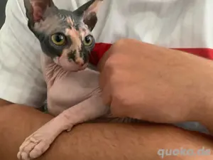 Hübsche Warmherzige Sphynx  jung Katze
