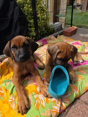 Ridgeback-Welpen zu verkaufen 