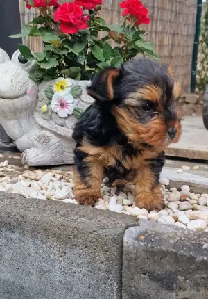 Welpe Yorkshire Terrier