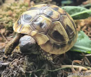 Griechische Landschildkröten