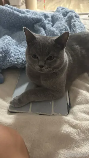 Deckkater BKH