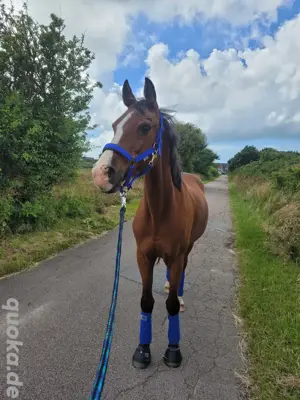 Pflege- oder Reitbeteiligung für Reitpony gesucht 