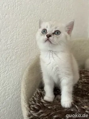 BKH  kätzchen kitten mit blauen Augen 