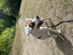 DECKRÜDE Jack Russell Terrier 