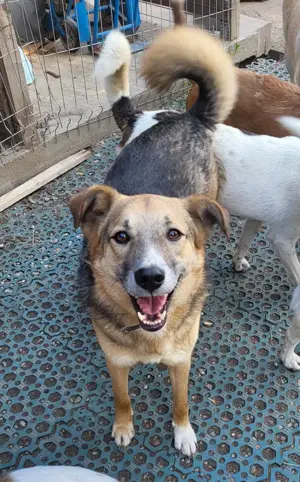 JIMMY - darf er mit dir die Welt entdecken? (wartet in Rumänien) Bild 5