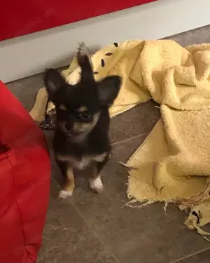 Lack Schwarze Chihuahua welpen