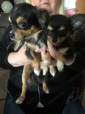 Lack Schwarze Chihuahua welpen Bild 7