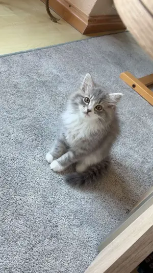 Hauskatze 
