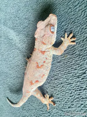 1.1 Rhacodactylus auriculatus Zuchtpaar, Höckerkopfgecko