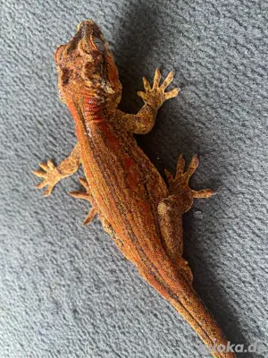 1.1 Rhacodactylus auriculatus Zuchtpaar, Höckerkopfgecko