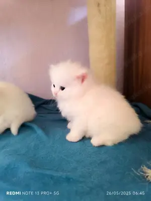 Birma- Ragdoll Kätzchen
