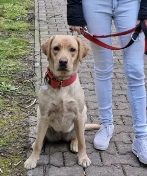Labrador Hündin 2 Jahre