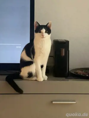 Kater zu verschenken 