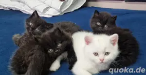 Blh-Bkh Kitten
