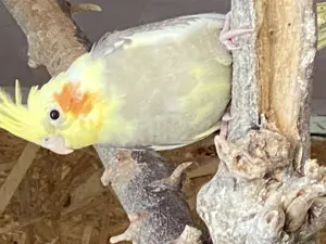 Nymphensittiche 