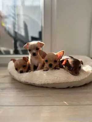 Chihuahua mix welpen