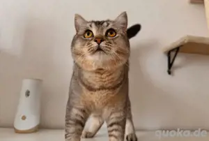 BKH Kater sucht ein neues Zuhause