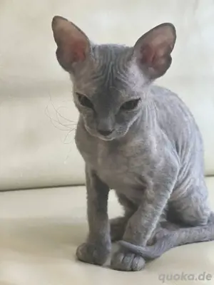 Brush Sphinx